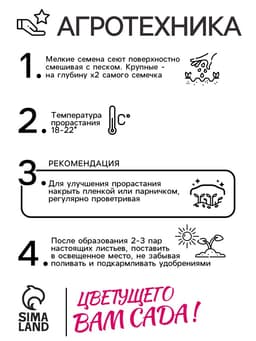 Семена цветов Нивянник, многолетний, белый 0,1 г