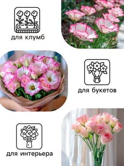 Семена цветов Эустома «Эйбиси роуз рим», F1, крупноцветковая махровая, 5 шт., однолетник, «Аэлита» селекция PanAmerican Seed