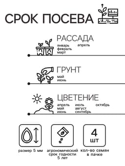 Семена цветов Пеларгония "Жаклин", красная с коричневым листом, F1, 4 шт