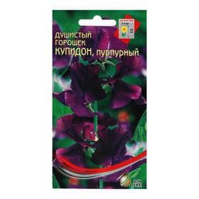 Семена цветов  Горошек душистый "Купидон", пурпурный, 6 шт