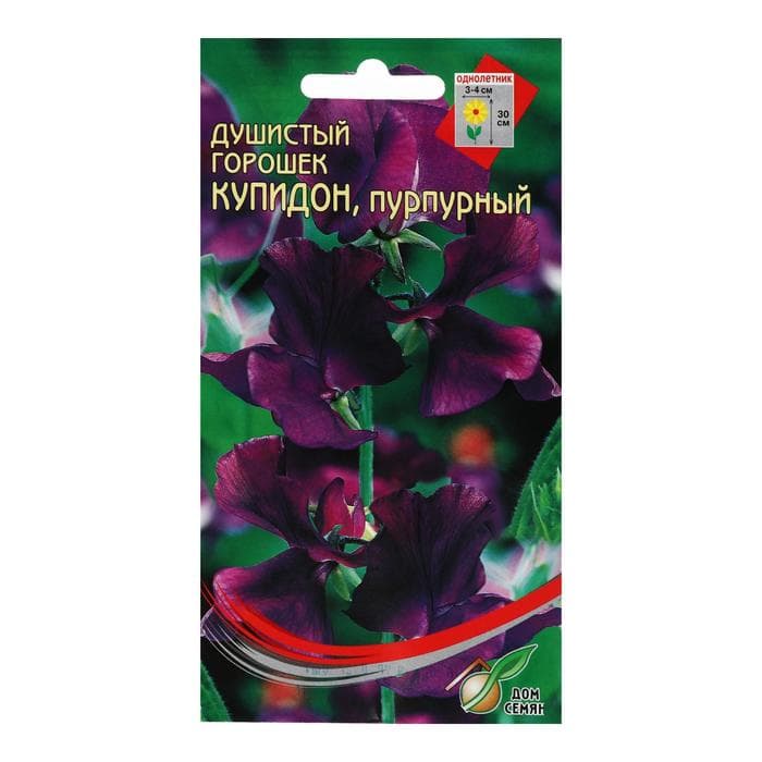 Семена цветов  Горошек душистый "Купидон", пурпурный, 6 шт