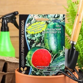 Семена Арбуз «Уральский Скороспел», F1, 3 шт., «Уральский дачник»