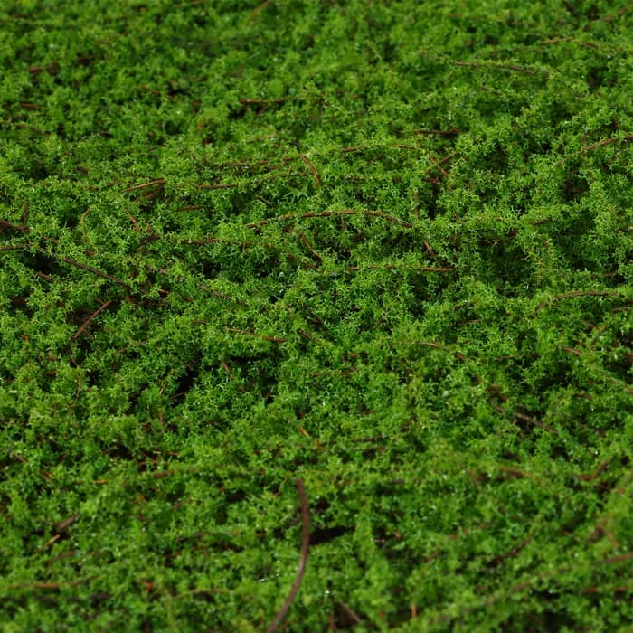 Декоративная панель, 90×40 см, «Мох», Greengo