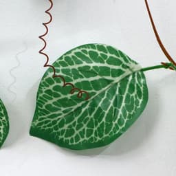 Лиана «Каладиум», 230 см, цена за 1 шт. (в упаковке 5 шт.)