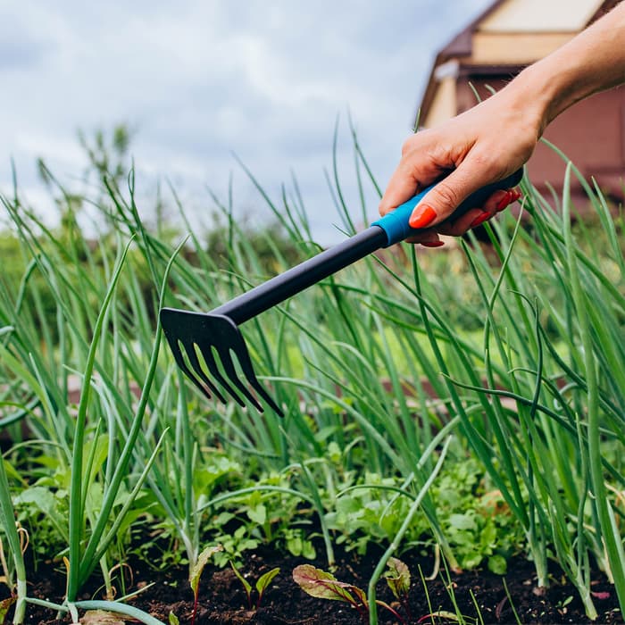 Грабли малые, прямые, 5 зубцов, длина 28.5 см, металл, пластиковая ручка, Greengo