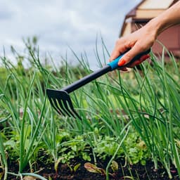 Грабли малые, прямые, 5 зубцов, длина 28.5 см, металл, пластиковая ручка, Greengo