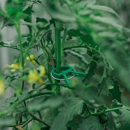 Набор для подвязки растений: прищепки большие (6.5 см) - 10 шт., прищепки малые (4.5 см) - 10 шт., Greengo