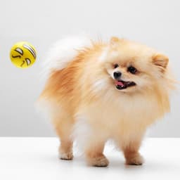 Мячик зефирный для собак «Эмоции», 6.3 см, цвет МИКС