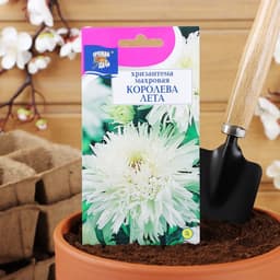 Семена цветов Хризантема многоцветковая «Королева лета», 0.03 г, «УРОЖАЙ УДАЧИ»