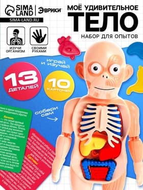 Набор для опытов «Мое удивительное тело»