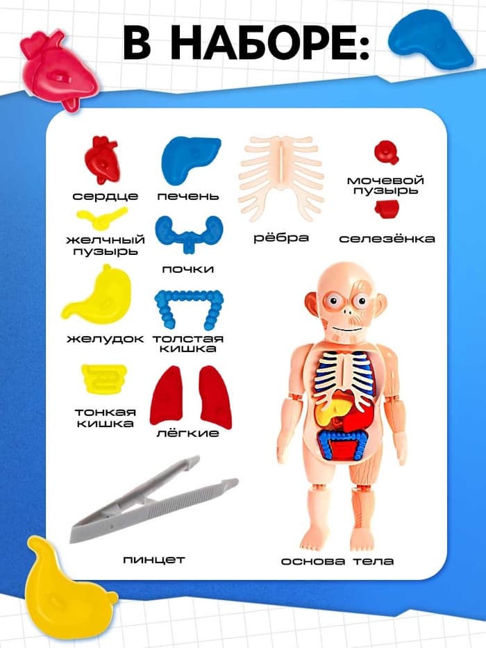 Набор для опытов «Мое удивительное тело»