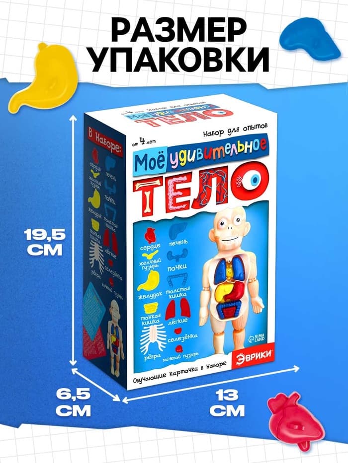 Набор для опытов «Мое удивительное тело»