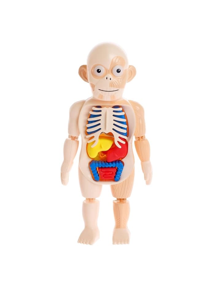 Набор для опытов «Мое удивительное тело»