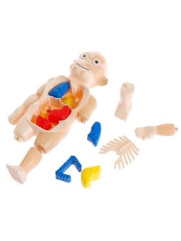 Набор для опытов «Мое удивительное тело»