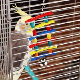 Игрушка для птиц «Лесенка», цвет МИКС