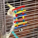 Игрушка для птиц «Лесенка», цвет МИКС