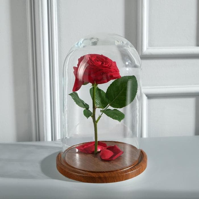 Стеклянный купол - клош на деревянной подставке «Венсан», 25×15 см, коричневый