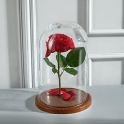 Стеклянный купол - клош на деревянной подставке «Венсан», 25×15 см, коричневый