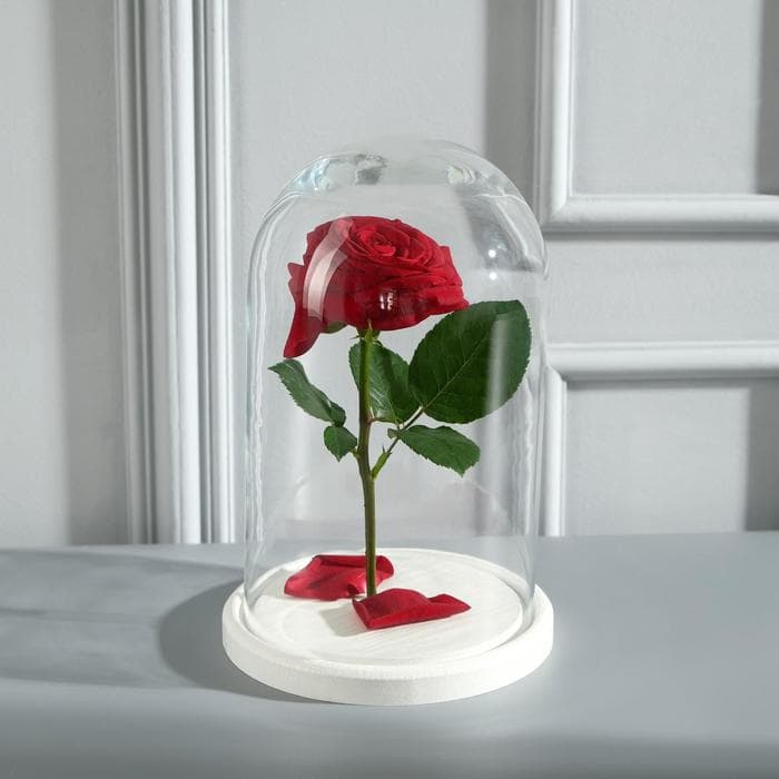 Стеклянный купол - клош на деревянной подставке «Венсан», 25×15 см, белый