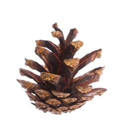 Новогодний декор «Набор натуральных шишек», 12 шт.