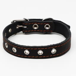 Ошейник однослойный, безразмерный, 56×2.5 см, ОШ 17-44 см, кожа, чёрный