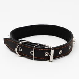 Ошейник кожаный на синтепоне «Ёж», 64×3 см, ОШ 40-55 см, чёрный