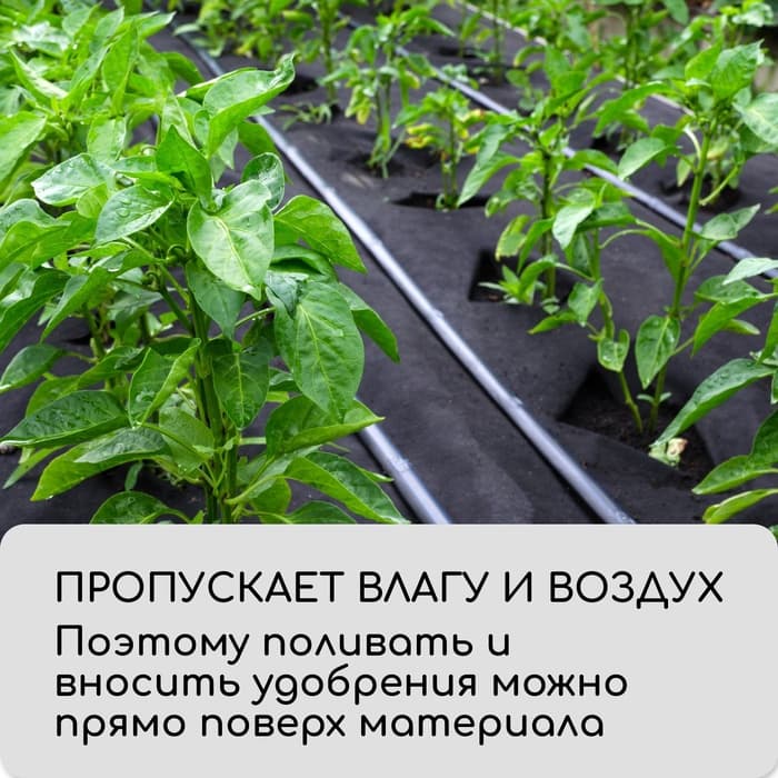 Материал мульчирующий, с перфорацией (4 ряда), 20×1.6 м, плотность 80 г/м², спанбонд с УФ-стабилизатором, чёрный, Greengo, Эконом 30%