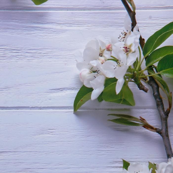 Фотофон для съёмок, двусторонний, бумага 300 г «Яблочный на голубом и белом», 57×87 см