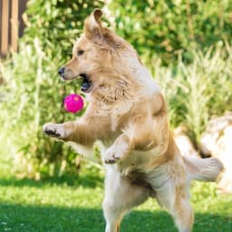 Квакающий мяч для собак, жёсткий, 7.5 см, розовый