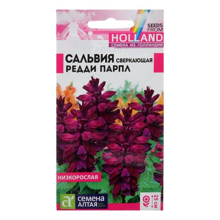 Семена цветов Сальвия «Редди Парпл», сверкающая, 5 шт.