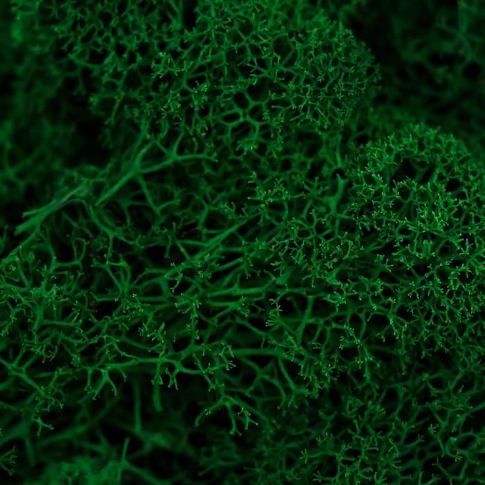 Мох стабилизированный «Ель» 45 г (±5 г)