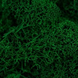 Мох стабилизированный «Ель» 45 г (±5 г)