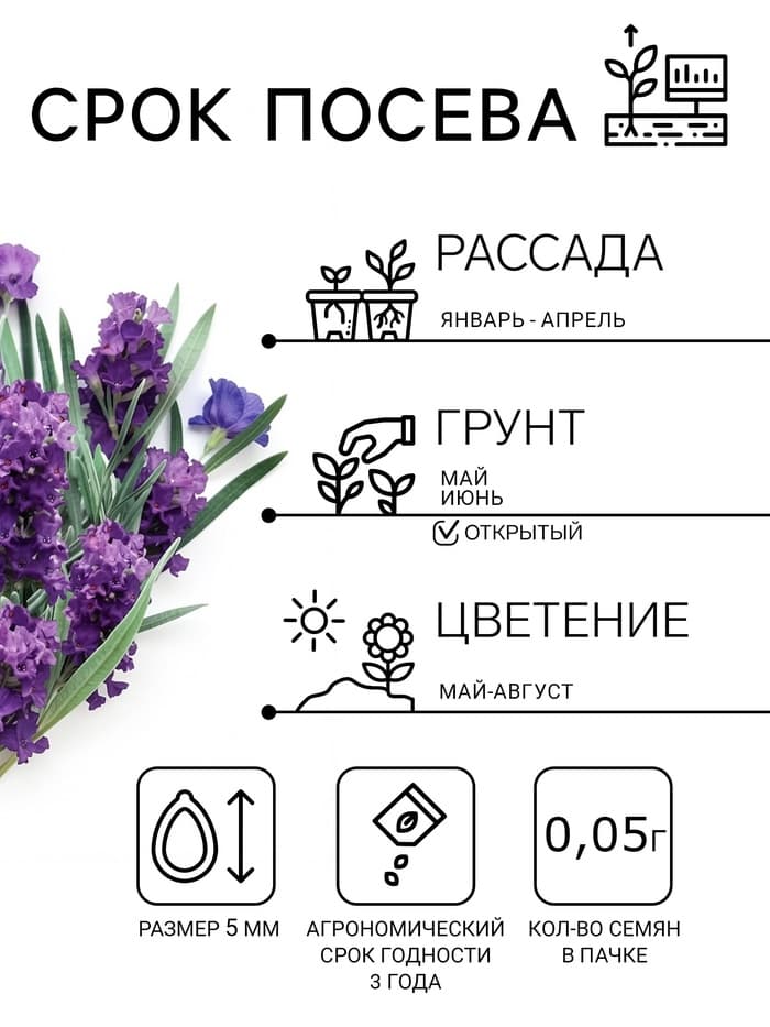 Семена цветов Лаванда «Пурпурный колос», узколистная, 5 шт., «Семена Алтая»