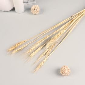 Сухоцветы «Рожь», h=60 см, набор 10 шт., бежевые