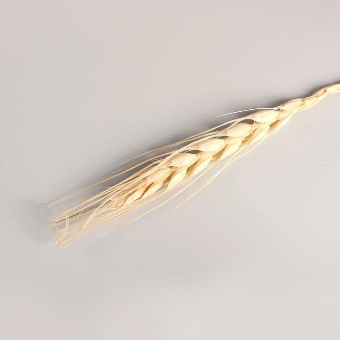 Сухоцветы «Рожь», h=60 см, набор 10 шт., бежевые