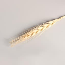 Сухоцветы «Рожь», h=60 см, набор 10 шт., бежевые