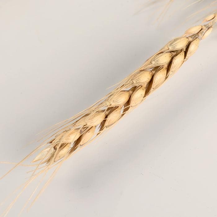 Сухоцветы «Пшеница», h=60 см, набор 10 шт., бежевые