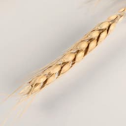 Сухоцветы «Пшеница», h=60 см, набор 10 шт., бежевые