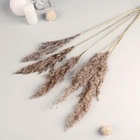 Сухоцветы «Камыш», h=80 см, (фасовка 5 шт., цена за 1 шт.), бежевые