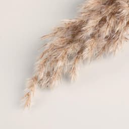 Сухоцветы «Камыш», h=80 см, (фасовка 5 шт., цена за 1 шт.), бежевые