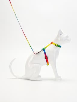 Комплект для кошек «Радуга», ОШ 16.5-27, ОГ 21-35 см, ширина 1 см, поводок 120 см