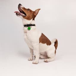 Ошейник для собак «Rochin dog» с адресником, ОШ 27-34 см