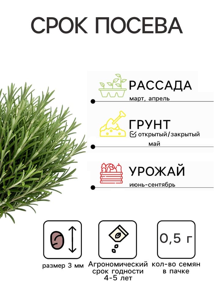 Семена Розмарин «Лекарственный», 0.02 г, «Урожай Удачи»