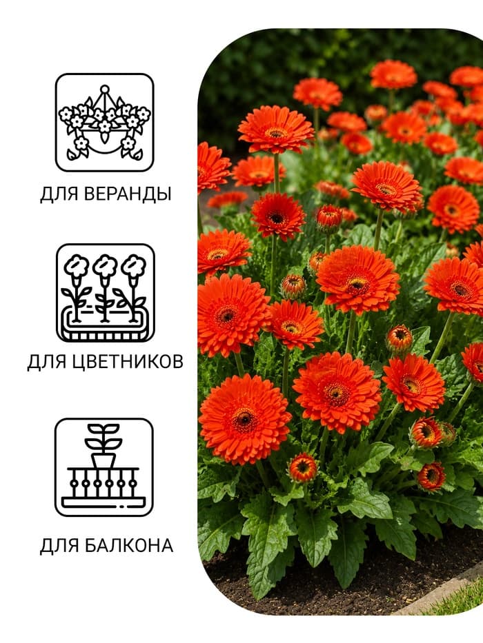 Семена цветов Календула махровая «Красный ковёр», 0.3 г, «Урожай удачи»