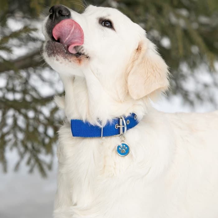 Адресник под гравировку «Лапа», 2.5 см, металл, голубой