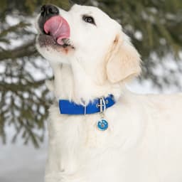 Адресник под гравировку «Лапа», 2.5 см, металл, голубой