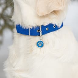 Адресник под гравировку «Лапа», 2.5 см, металл, голубой