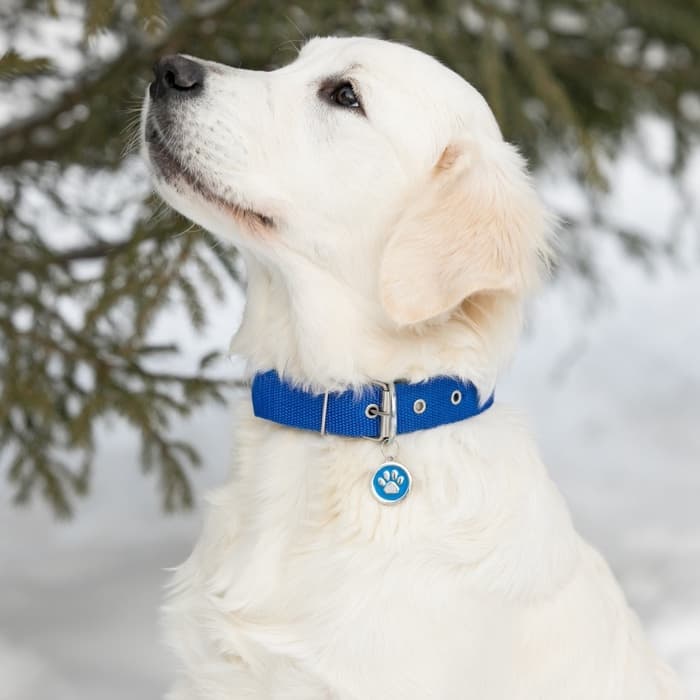 Адресник под гравировку «Лапа», 2.5 см, металл, голубой