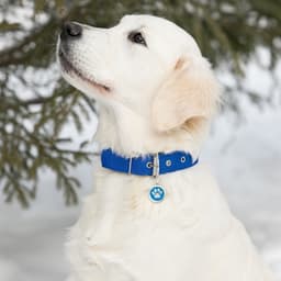 Адресник под гравировку «Лапа», 2.5 см, металл, голубой