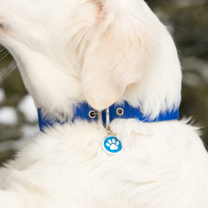 Адресник под гравировку «Лапа», 2.5 см, металл, голубой